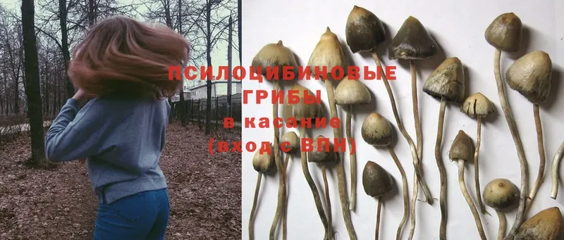 Галлюциногенные грибы Magic Shrooms  закладки  Владикавказ 